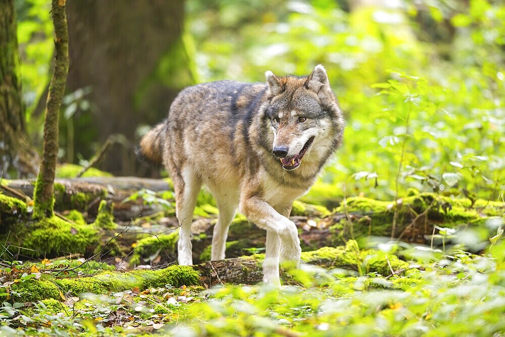 Eurasian wolf (Canis lupus lupus) walking in a forest in autumn, Germany