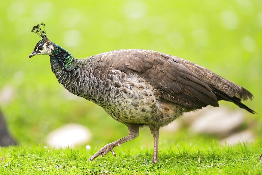 Indian peafowl (Pavo cristatus) walking on a meadow, Bavaria, Germany