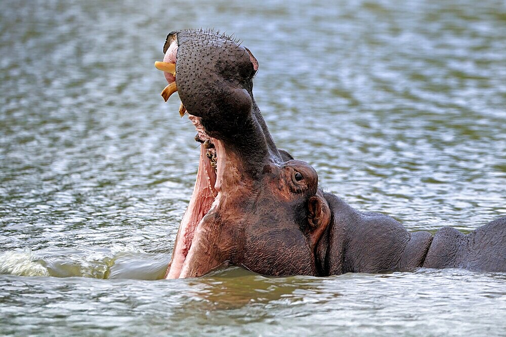 Hippopotamus (Hippopatamus amphibius), adult, in water, yawning, threatening, portrait, Kruger, Kruger National Park, South Africa