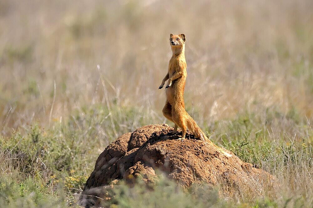 Fox mongoose (Cynictis penicillata), adult, standing upright, alert, on termite mound, Mountain Zebra National Park, Eastern Cape, South Africa