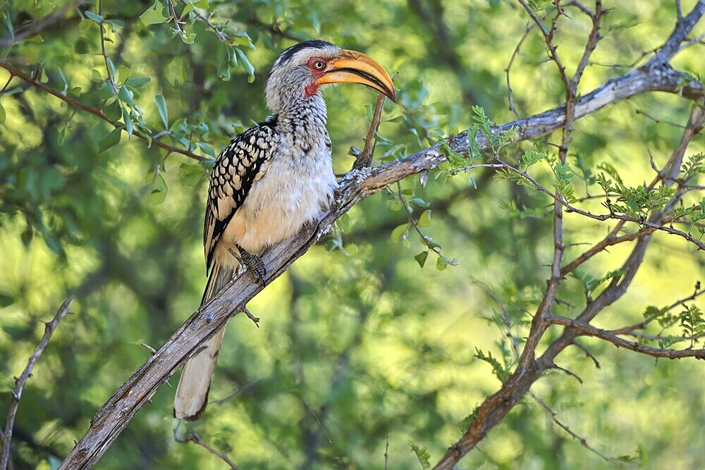 Southern Yellow-billed Hornbill (Tockus leucomelas), Red-ringed Hornbill, adult, on tree, alert, Kruger, Kruger National Park, South Africa
