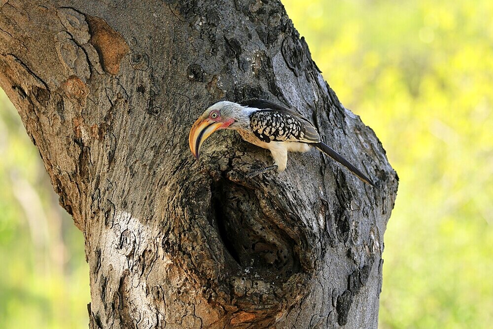 Southern Yellow-billed Hornbill (Tockus leucomelas), Red-ringed Hornbill, adult, male, at breeding den, alert, Kruger, Kruger National Park, South Africa