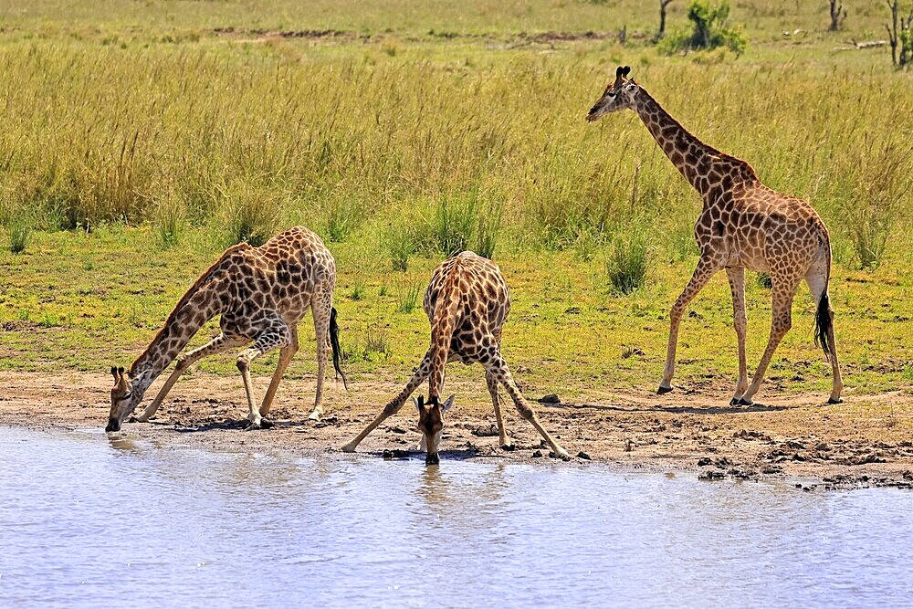 Cape giraffe (Giraffa camelopardalis giraffa), adult, three, water, drinking, Kruger, Kruger National Park, South Africa