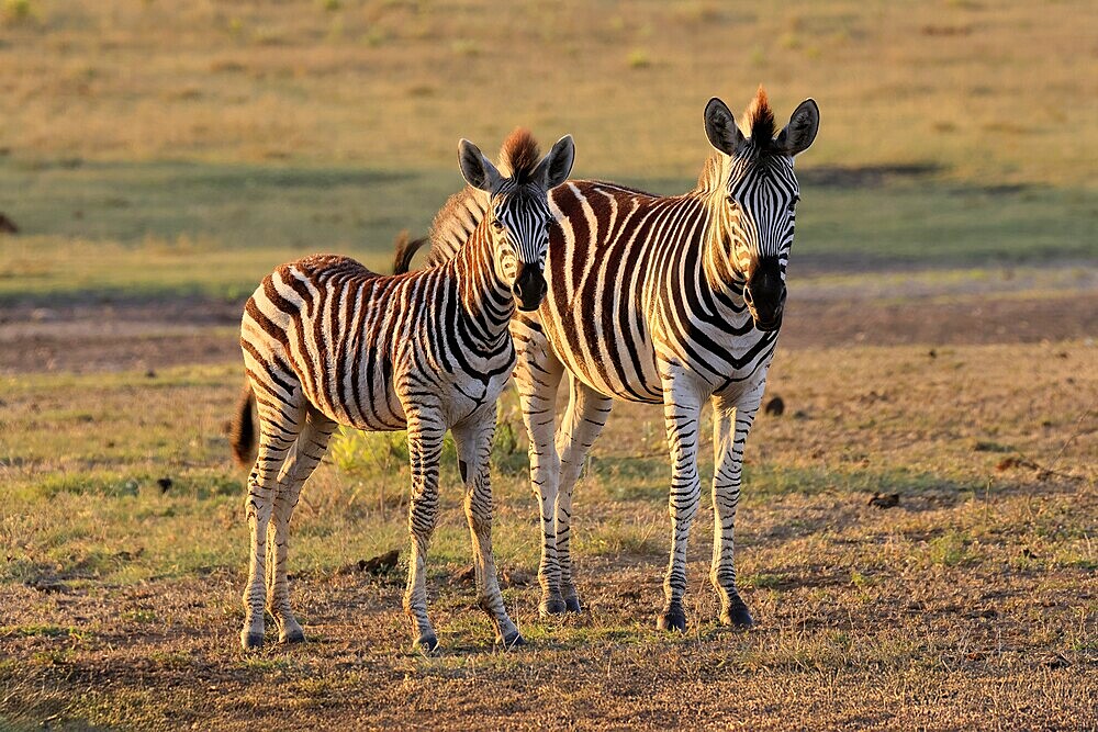Burchell's zebra (Equus quagga burchelli), Burchell's zebra, adult, half-grown juvenile, two animals, Kruger, Kruger National Park, South Africa