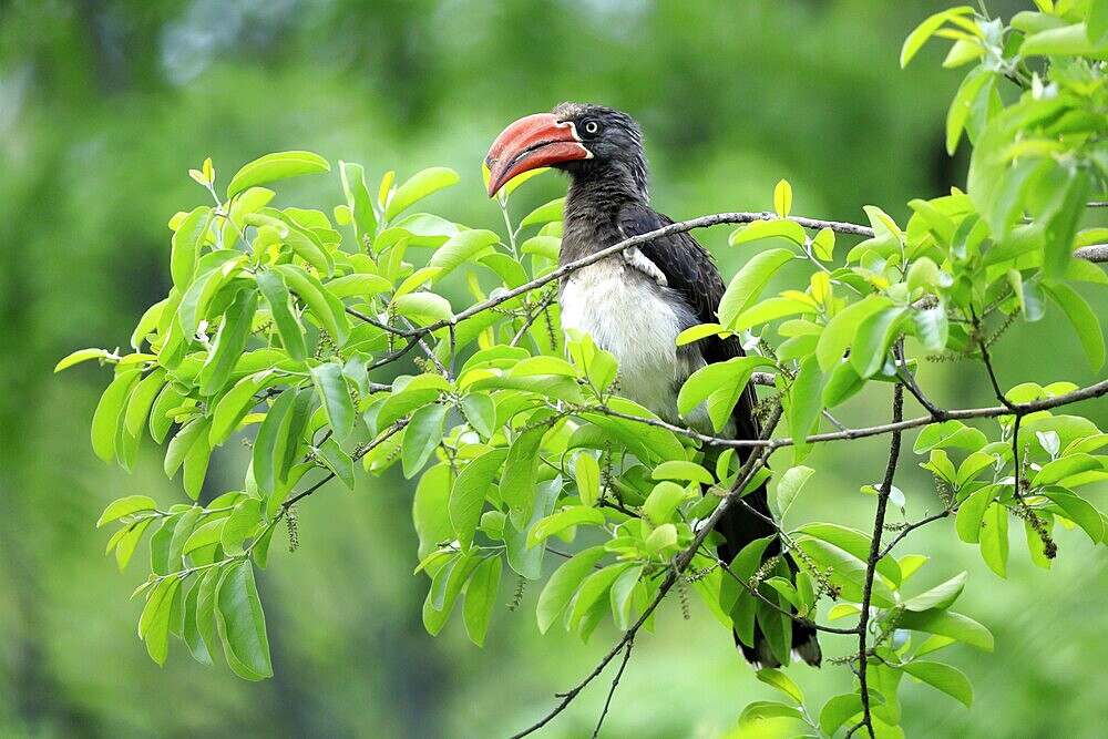 South African crowned hornbill (Lophoceros alboterminatus suahelicus), adult, on tree, alert, Kruger, Kruger National Park, South Africa