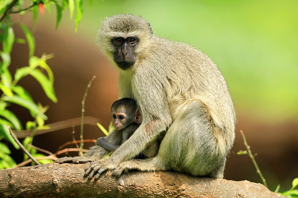 Vervet Monkey (Chlorocebus pygerythrus), mother, female, adult, kitten, baby, together, sheltered, sitting, tree trunk, Kruger, Kruger National Park, South Africa