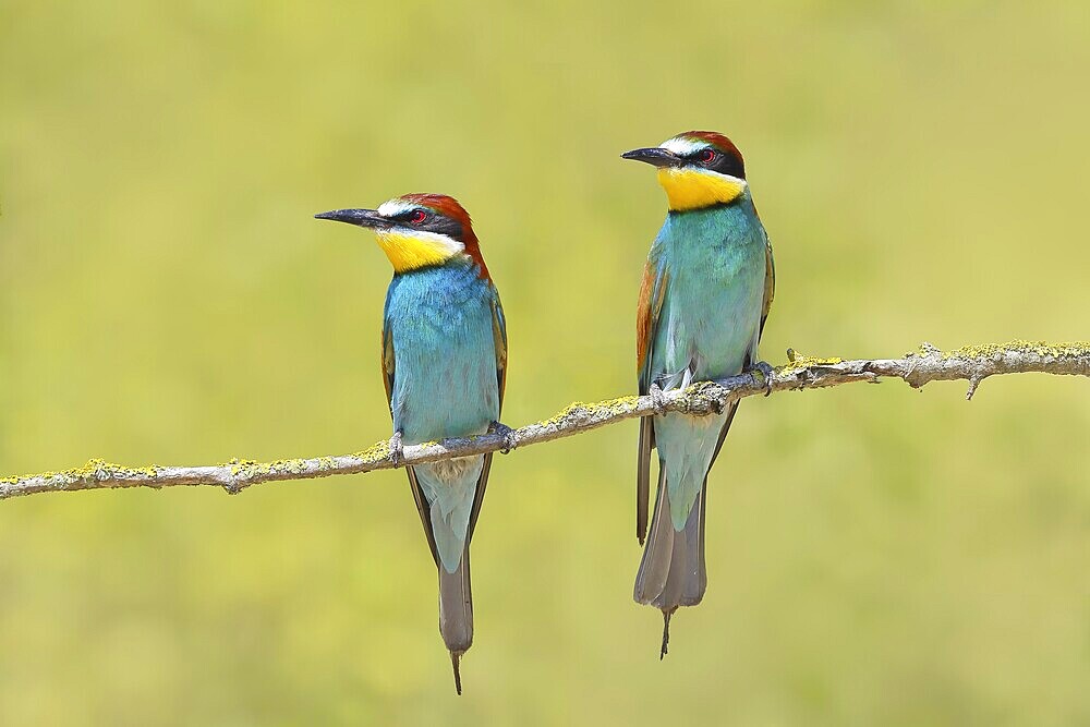 Bee-eater (Merops apiaster) pair sitting on a branch, male, female, breeding, wildlife, mating, migratory bird, raptor, animals, birds, Lake Neusiedl National Park, Seewinkel, Burgenland, Austria