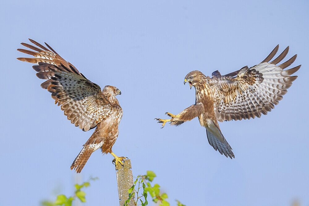 Buzzard (Buteo buteo) Buzzard chasing another buzzard from a concrete post, Wildlife, animals, birds, bird of prey, nature photography, Lake Neusiedl National Park, Seewinkel, Burgenland, Austria