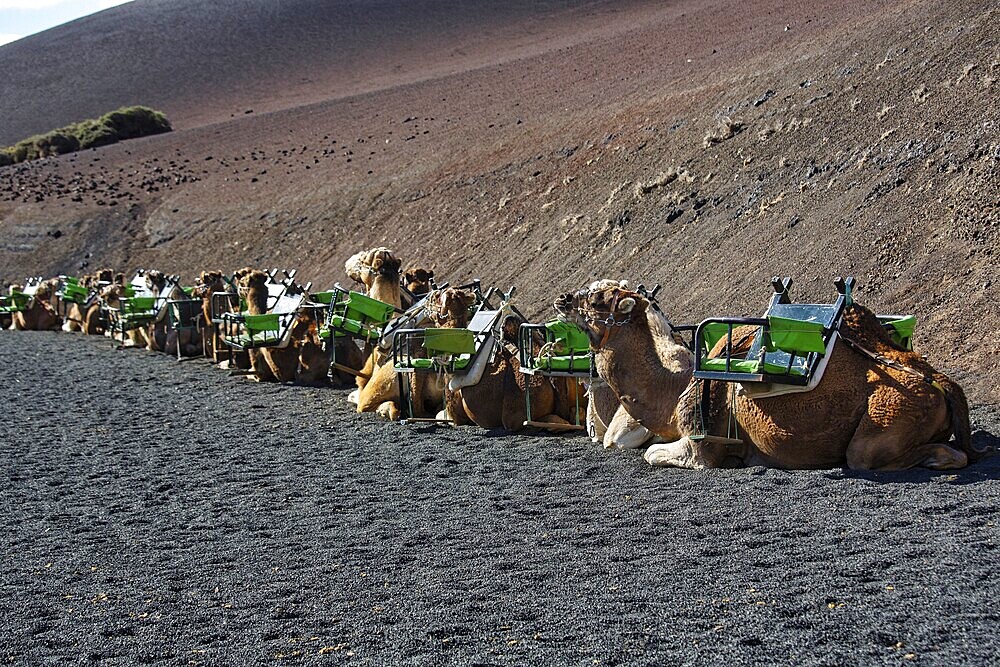 Camel tour, dromedaries (Camelus dromedarius) waiting for tourists, Fire Mountains of Timanfaya National Park, Montanas del Fuego, Lanzarote, Canary Islands, Spain