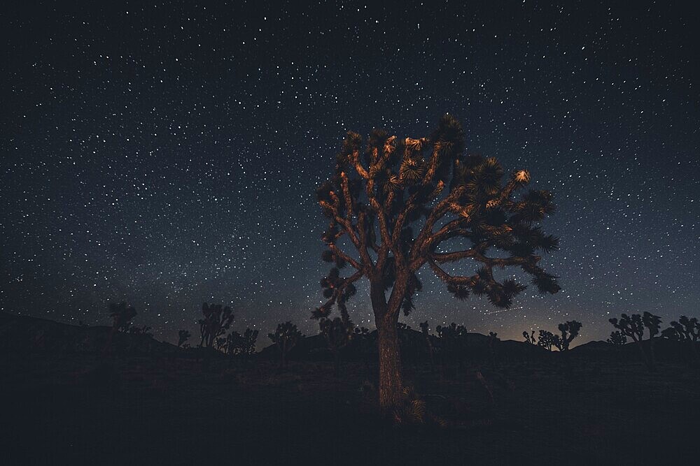 Starry sky with the Milky Way in Joshua Tree National Park
