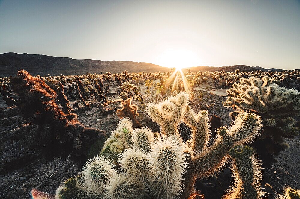 Sunset in Joshua Tree National Park