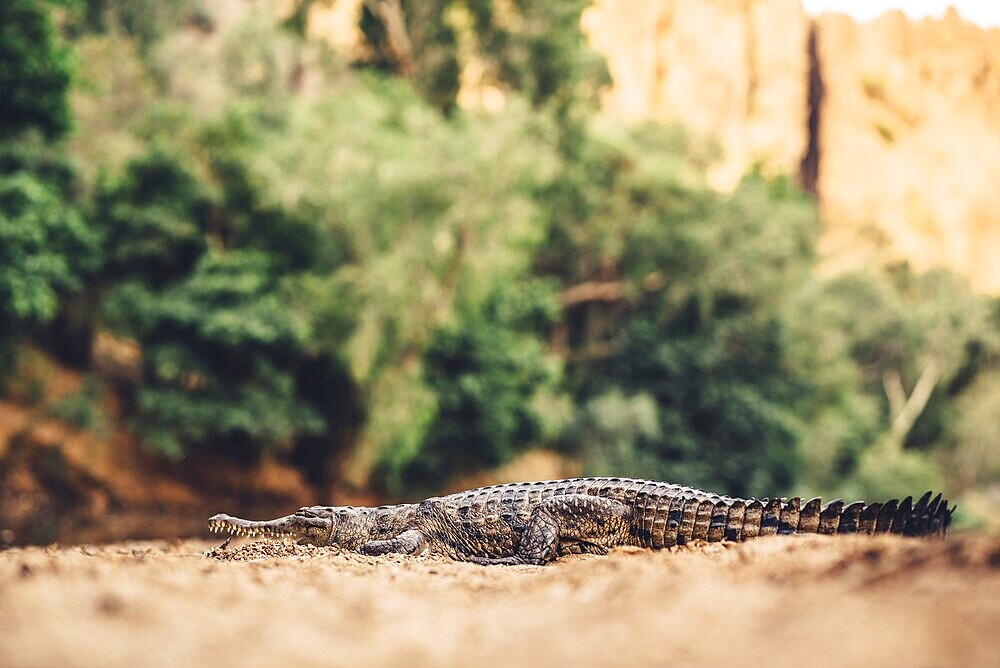 Special light atmosphere with crocodile in the outback in Windjana Gorge National Park in Australia