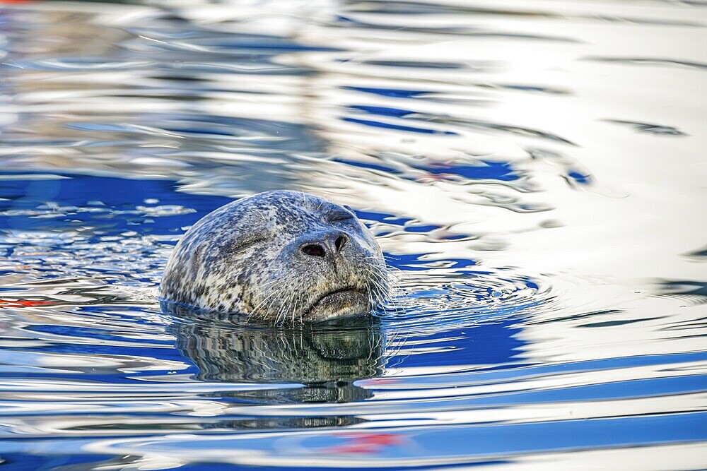 Closeup of a harbour seal (Phoca vitulina) swimming in the water, British Columbia, Canada