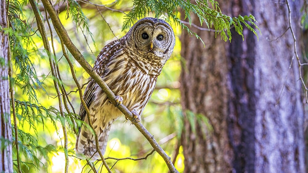 A Barred Owl (Strix varia) perching on a tree branch in a forest, British Columbia, Canada