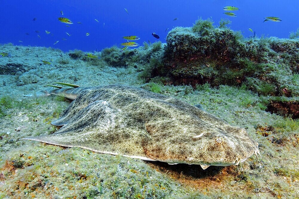 Angel shark (Squatina squatina) Sea angel lies camouflaged on rocky outcrop of lava reef, eastern Atlantic, Fuerteventura, Canary Islands, Spain