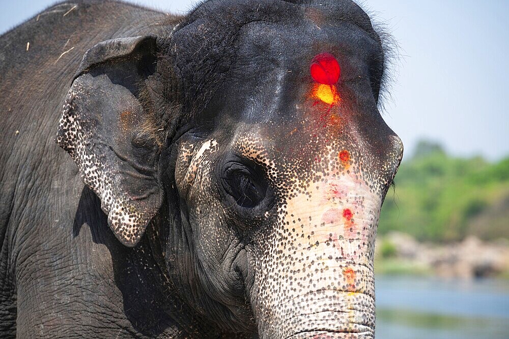 Indian elephant, close up portrait, Tungabhadra river in Hampi, Karnataka in India