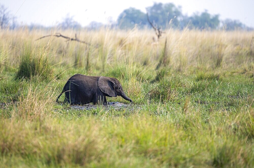 African elephant (Loxodonta africana), young animal bathing in the mud, Okavango Delta, Moremi Game Reserve, Botswana