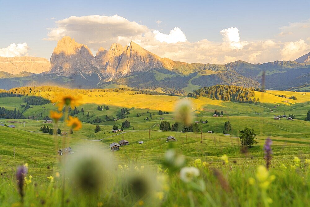 Beautiful mountain landscape at sunset with colourful flower meadow, Alpe di Siusi, Dolomites, South Tyrol, Italy