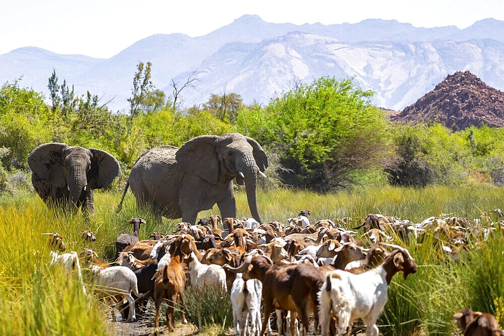 Conflict between livestock and wildlife, herd of goats and desert elephants in the riverbed of the Ugab River, Brandberg, Namibia
