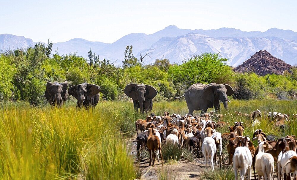 Conflict between livestock and wildlife, herd of goats and desert elephants in the riverbed of the Ugab River, Brandberg, Namibia