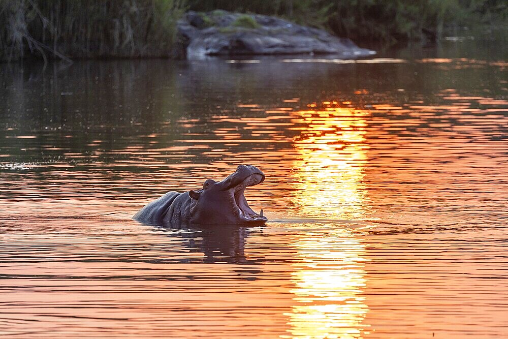 Hippopotamus (Hippopatamus amphibius) yawning, mouth wide open, in the water at sunset, Sabie River, Kruger National Park, South Africa