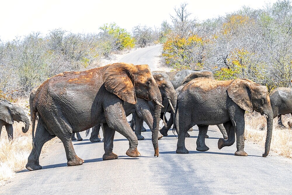 African elephant (Loxodonta africana), group crossing a road, Kruger National Park, South Africa