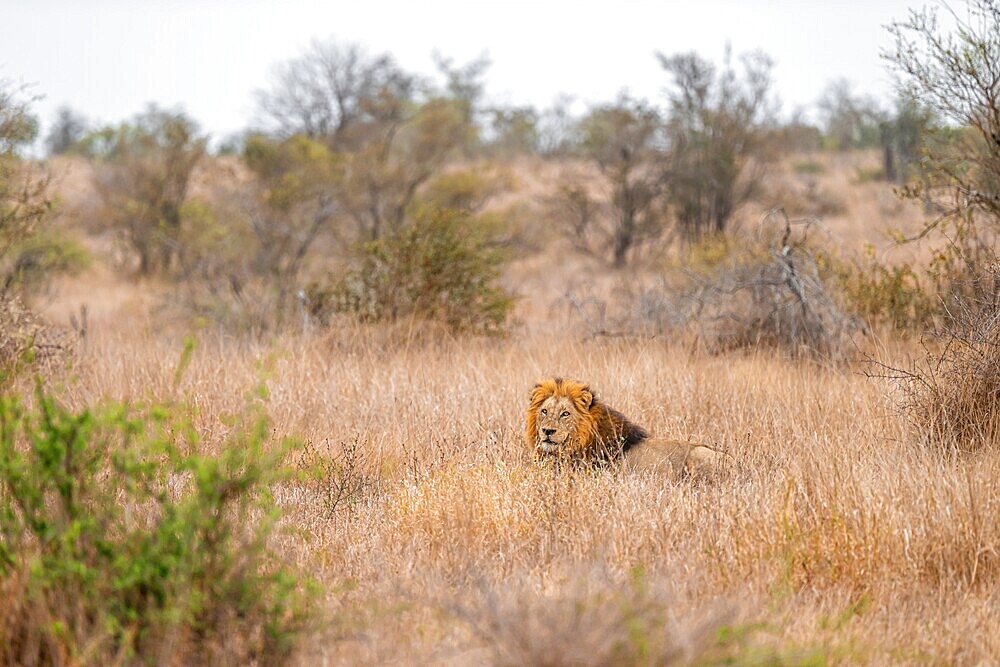 Lion (Panthera leo), adult male, sitting in high grass, Kruger National Park, South Africa