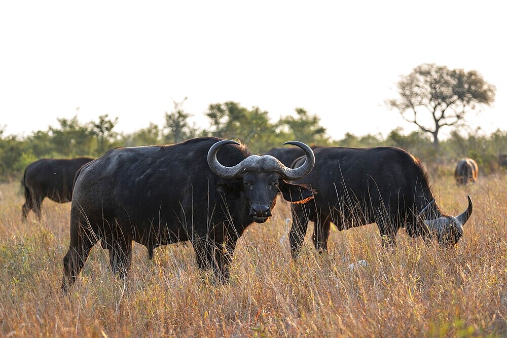 Herd of Cape buffalo (Syncerus caffer caffer), in dry grass, Kruger National Park, South Africa