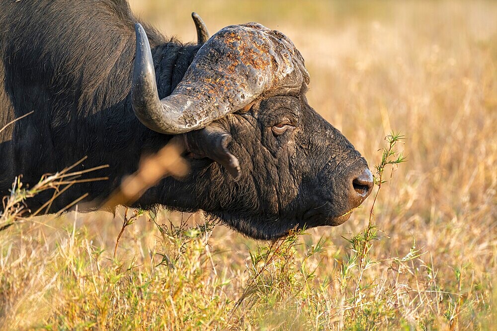 Cape buffalo (Syncerus caffer caffer), adult male, in dry grass, in the evening light, animal portrait, Kruger National Park, South Africa