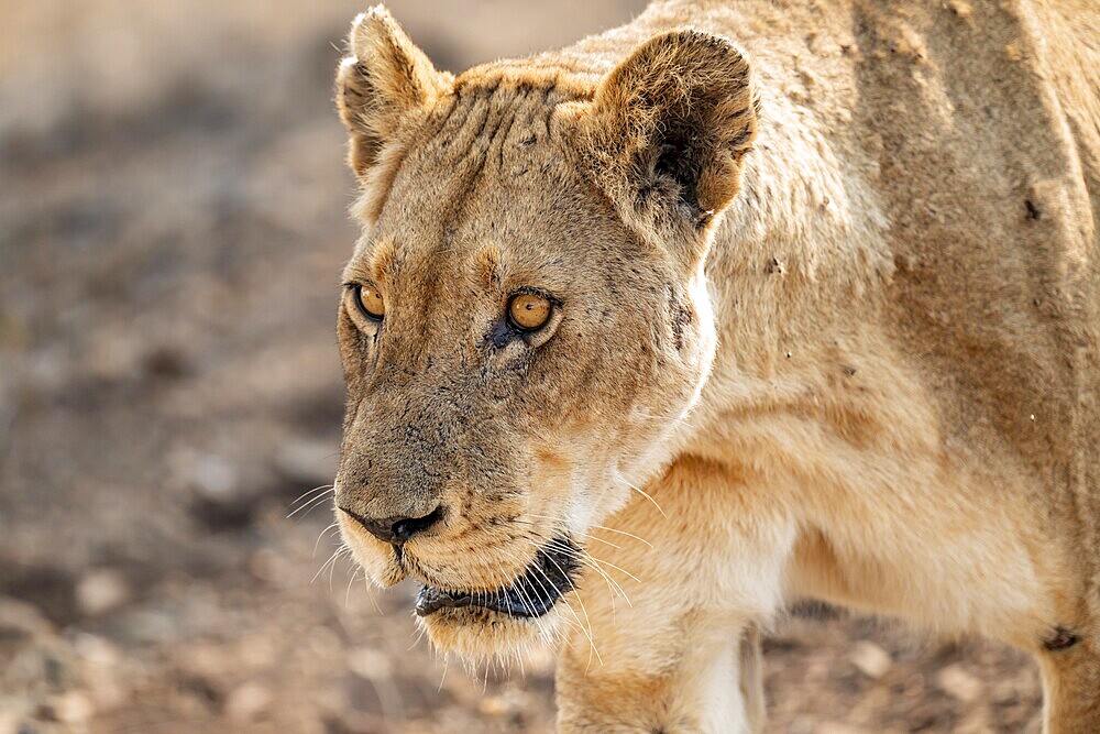 Lioness on the prowl, Kruger National Park, South Africa