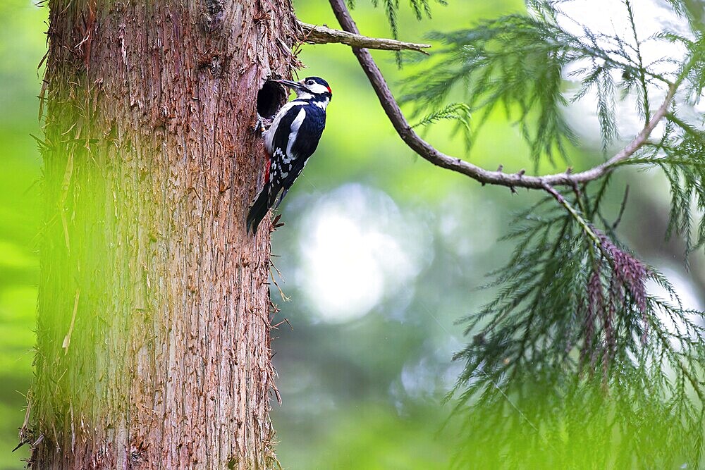 Great spotted woodpecker (Dendrocopos major), male with tongue outstretched at the entrance hole of the breeding cavity, Bad Homburg, Hesse, Germany