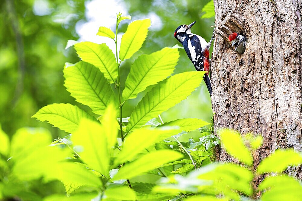 Great spotted woodpecker (Dendrocopos major), begging almost fledged young bird looking out of the nesting cavity, male adult bird sitting next to it on the trunk, Bad Homburg, Hesse, Germany