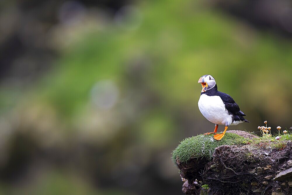 Puffin (Fratercula arctica) on an overgrown rocky outcrop, Shetland Islands, Great Britain