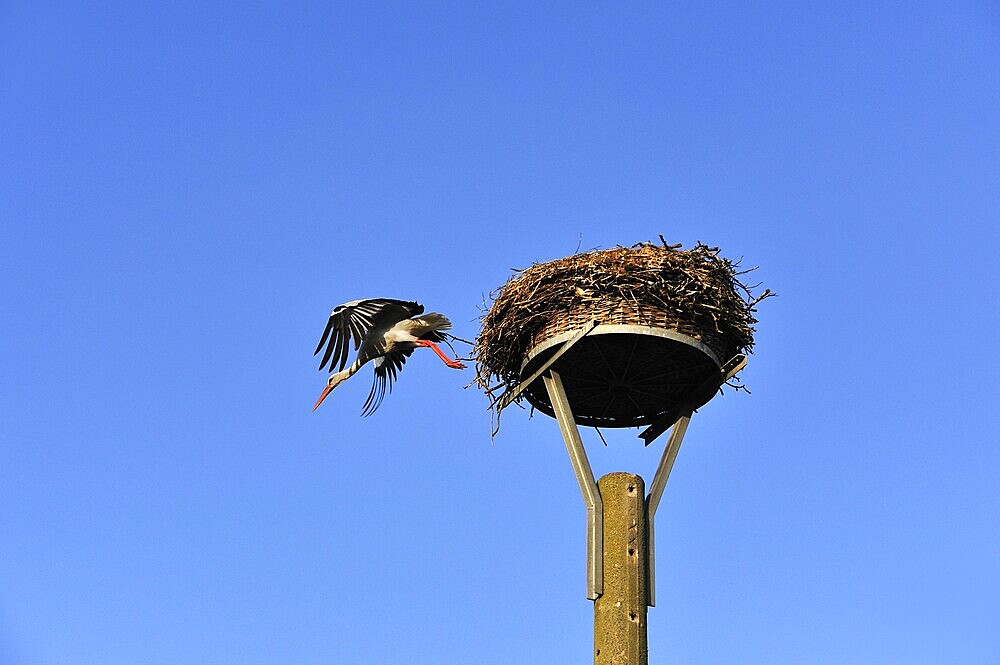White stork (Ciconia ciconia) leaving its nest against blue sky, Kuhlrade, Mecklenburg-Western Pomerania, Germany