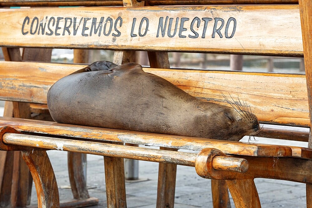 Sea lions (Zalophus wollebaeki), San Cristobal, Galapagos, Ecuador