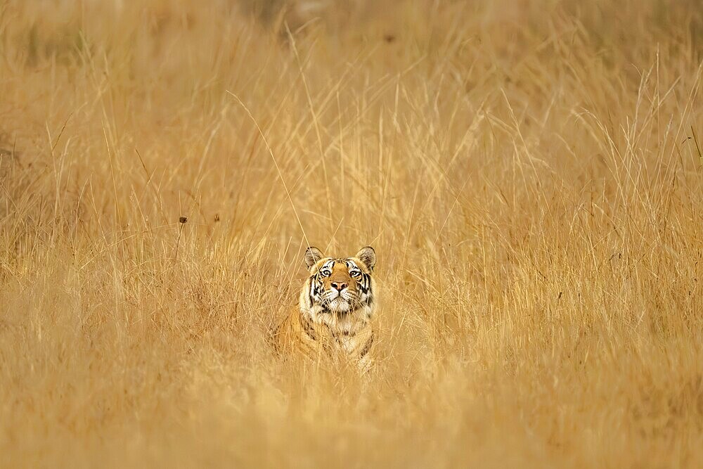 Bengal tiger (Panthera tigris tigris), lying in the tall grass, Bandhavgarh National Park, Bahannara, Manpur, Madhya Pradesh, India