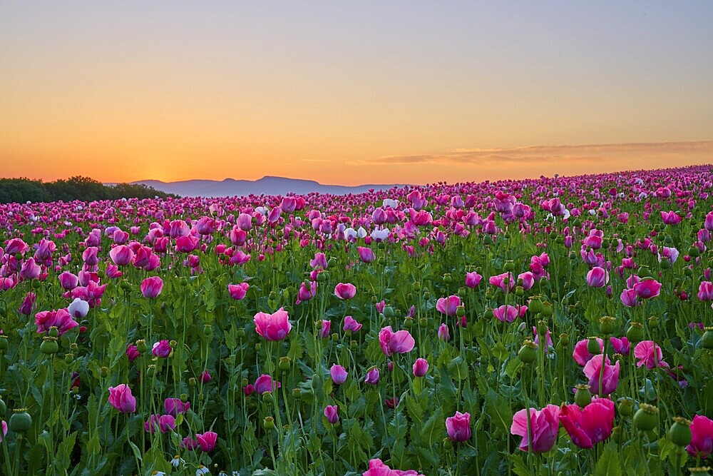 Opium poppy (Papaver somniferum), pink poppies under a calm morning sky, summer, Germerode, Geo nature park Park Frau-Holle-Land, Hoher Meissner, Hesse, Germany