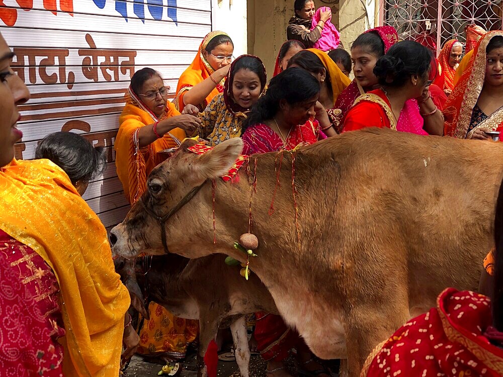 Women in colourful traditional dress gather around a cow during a ritual, Delhi, India