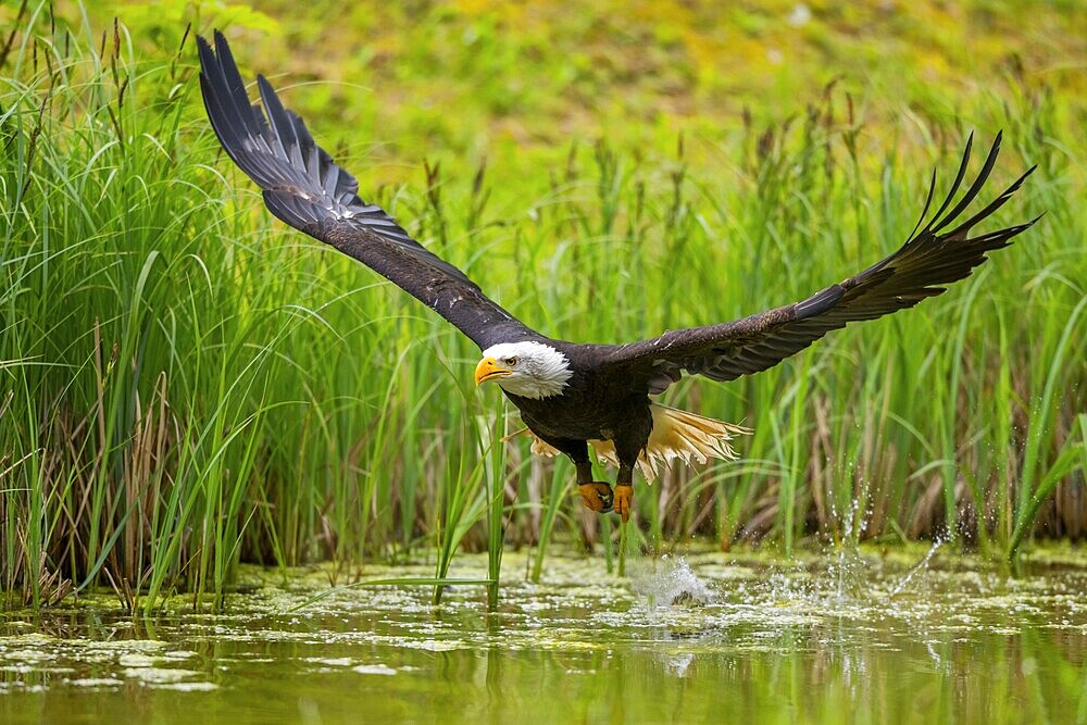 Bald eagle (Haliaeetus leucocephalus) flying over a pond, hunting, Bavaria, Germany