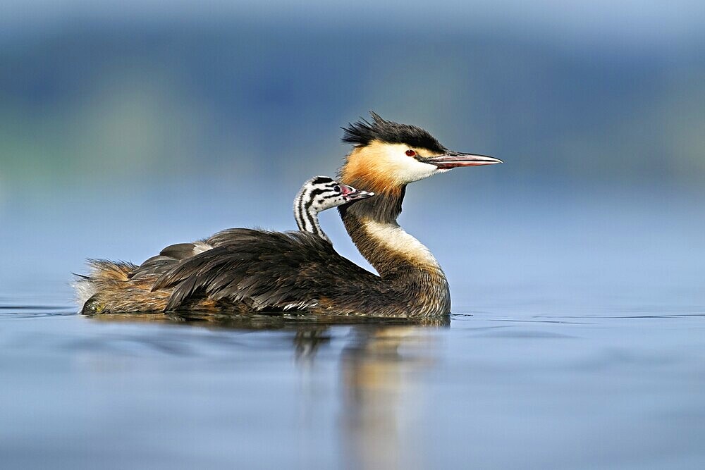 Great Crested Grebe (Podiceps Scalloped ribbonfish), with chicks in plumage swimming in the water, Lake Zug, Canton Zug, Switzerland