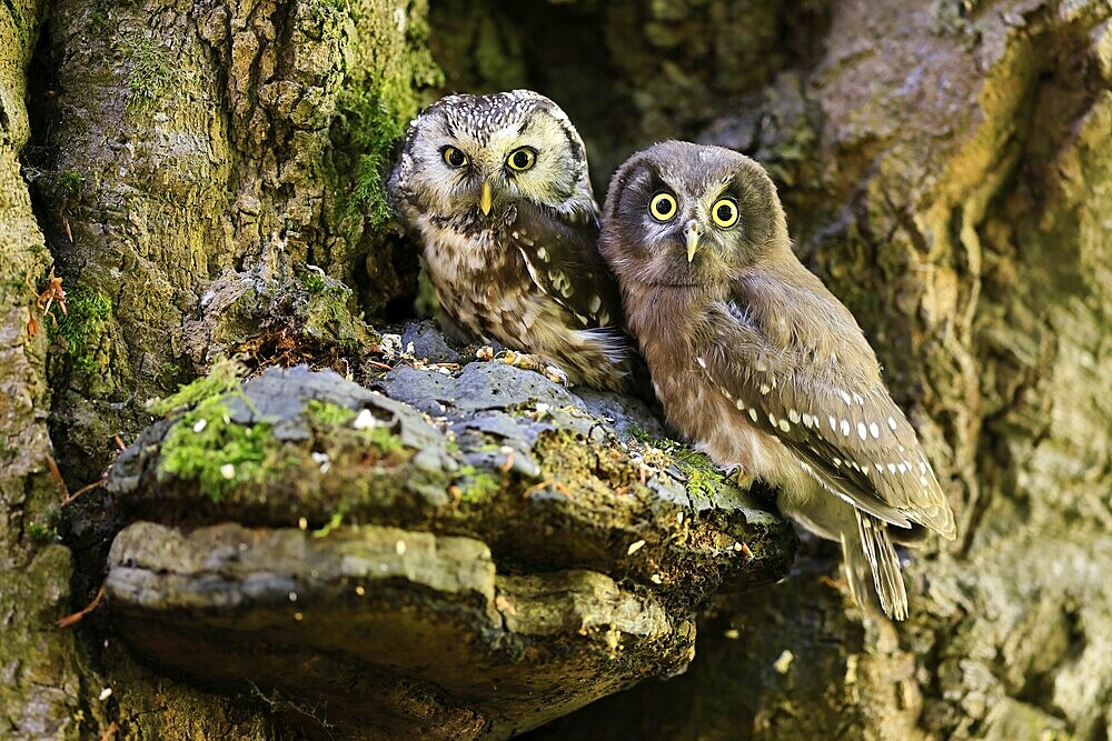 Great Horned Owl (Aegolius funereus), Great Horned Owl, adult, juvenile, on tree, on guard, watchful, in summer, Šumava, Czech Republic