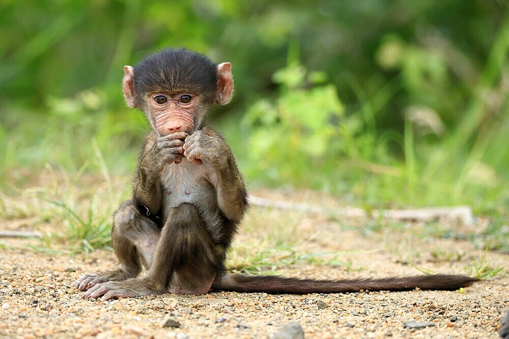 Bear baboon, Tschakma baboon (Papio ursinus), young, baby, on the ground, sitting, eating, Kruger, Kruger National Park, South Africa