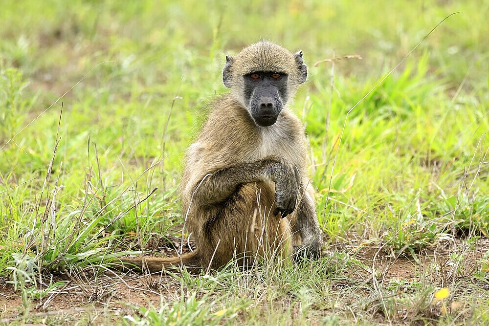 Bear baboon, Chakma baboon (Papio ursinus), adult, on ground, sitting, alert, Kruger, Kruger National Park, South Africa