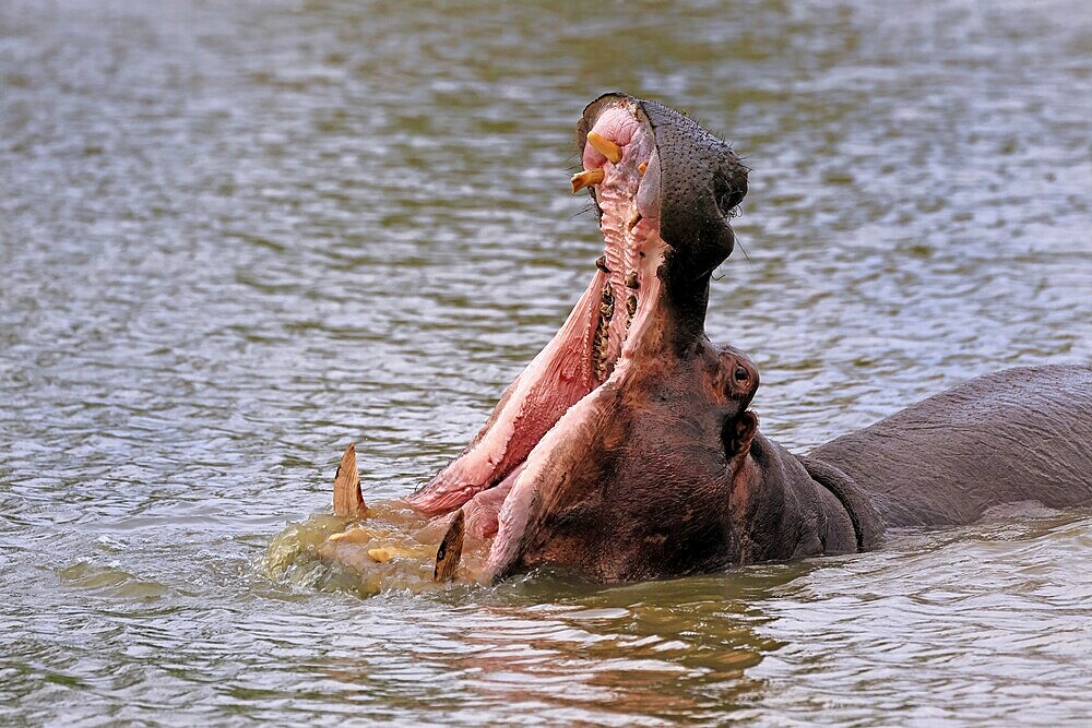 Hippopotamus (Hippopatamus amphibius), adult, in water, yawning, threatening, portrait, Kruger, Kruger National Park, South Africa