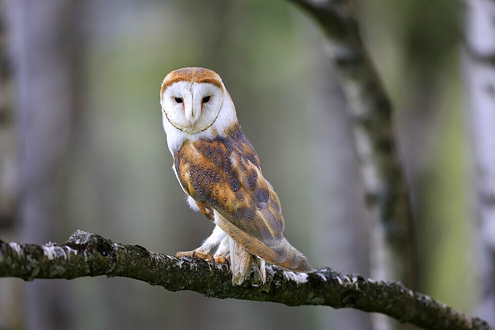 Barn owl (Tyto alba), adult, alert, perch, in spring, Šumava, Czech Republic