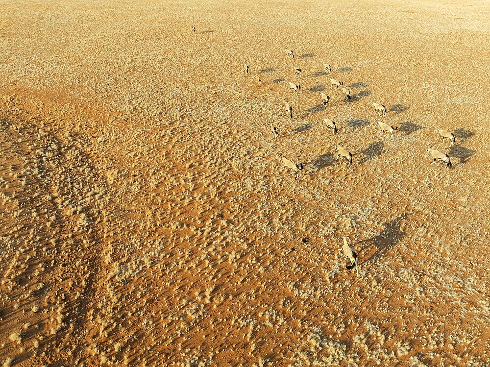 Gemsbok (Oryx gazella). Roaming an arid plain at the edge of the Namib Desert. Aerial view. Drone shot. Namibia