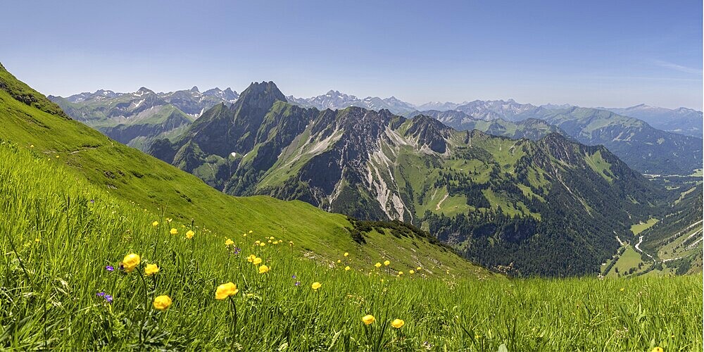 Mountain panorama with troll flowers (Trollius europaeus) from Laufbacher-Eckweg to Höfats, 2259m, Allgäu Alps, Allgäu, Bavaria, Germany