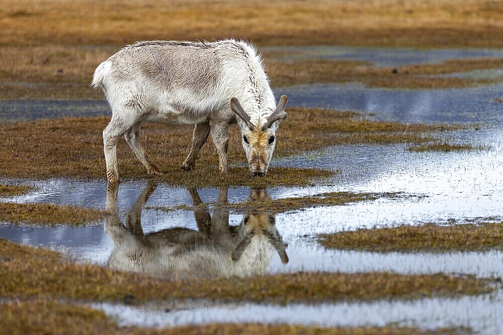 Svalbard skink (Rangifer tarandus platyrhynchus) reflected in the water, Mammals (Mammalia), Longyearbyen, Svalbard, Svalbard