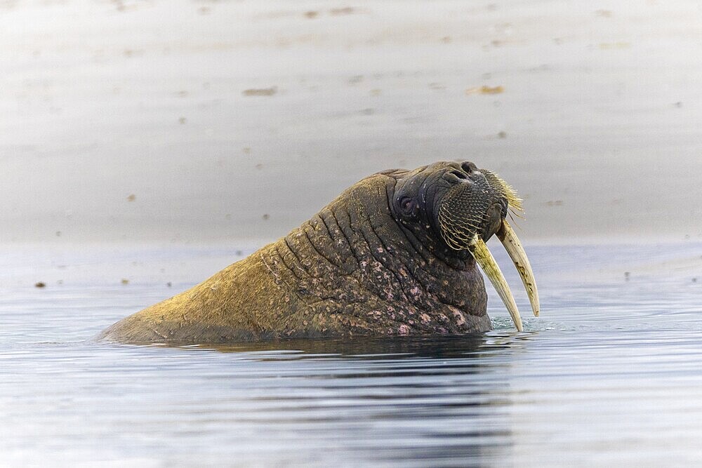 Walrus (Rosmarus arcticus) in water, Mammals (Mammalia), Gravnesodden, Spitsbergen, Svalbard