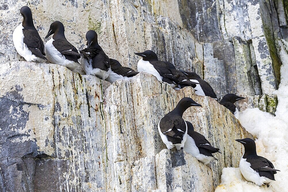Thick-billed guillemot (Uria lomvia) on breeding rocks, alcids (Alcidae), Alkefjellet, Spitsbergen, Svalbard